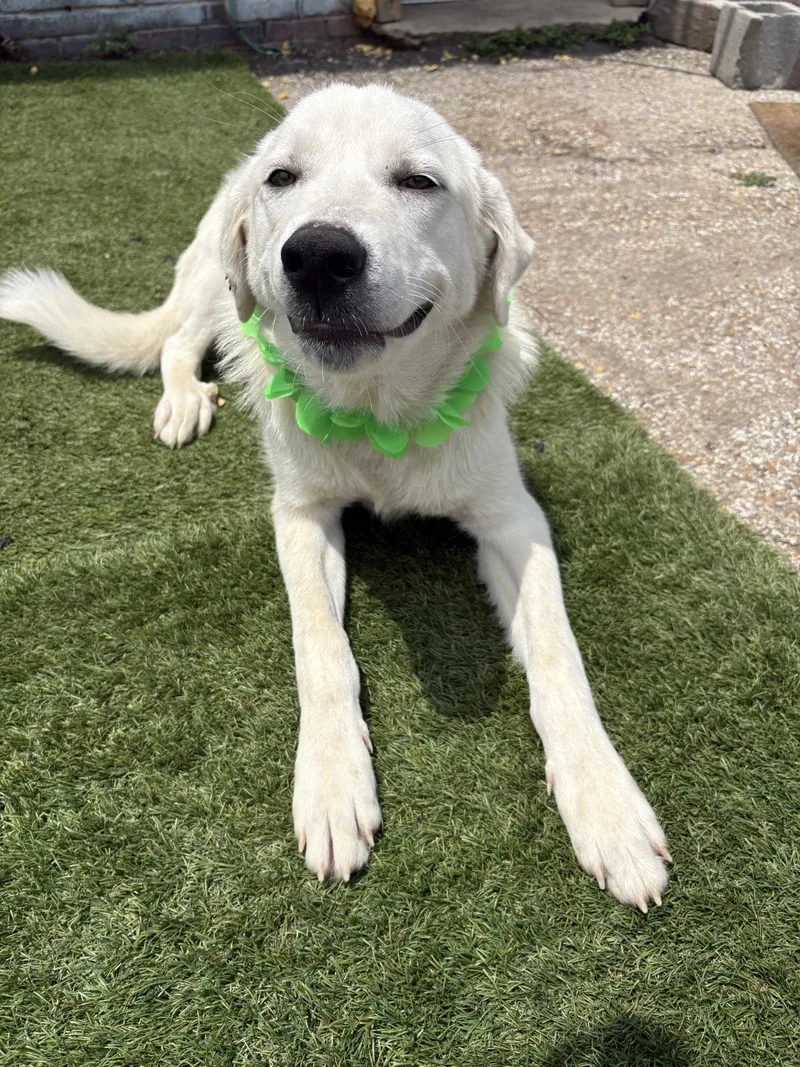 A young large-sized female Labrador Retriever dog named Brewer for adoption in Brooklyn Center, MN