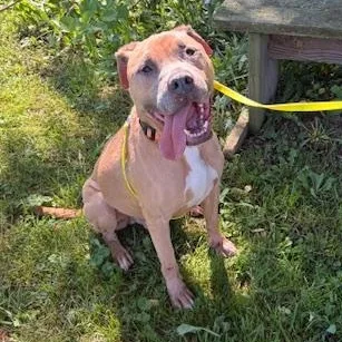 An adult medium-sized male Pit Bull Terrier dog named Lenny for adoption in Washington, PA