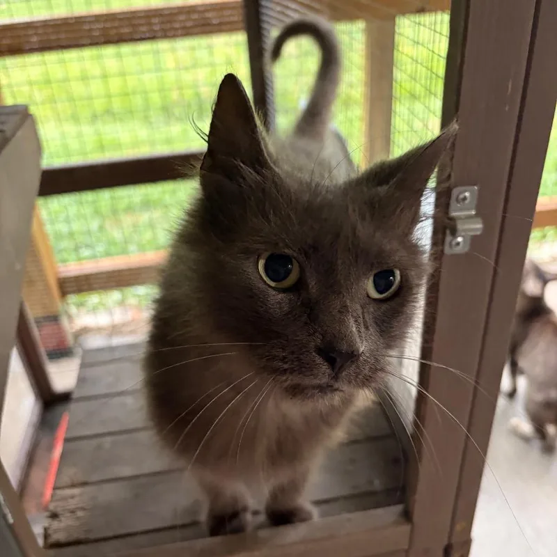 Greta