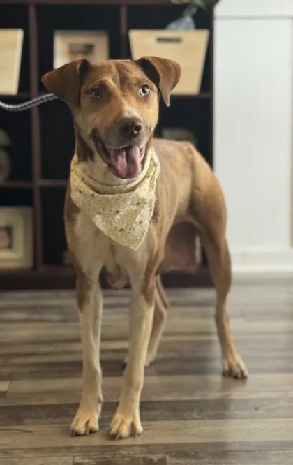 An adult medium-sized female Hound dog named Tina for adoption in Madison, NJ