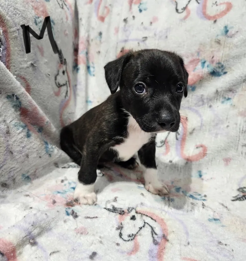 A baby medium-sized male White / Cream Pit Bull Terrier dog named Cj for adoption in Hamilton , NJ
