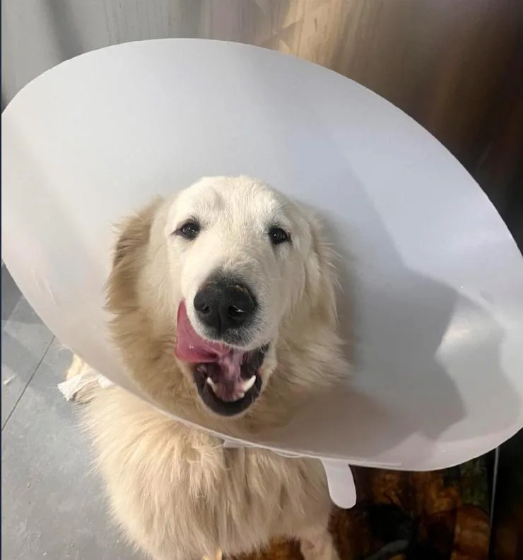 An adult large-sized female White / Cream Great Pyrenees dog named Blondie for adoption in Los Angeles, CA