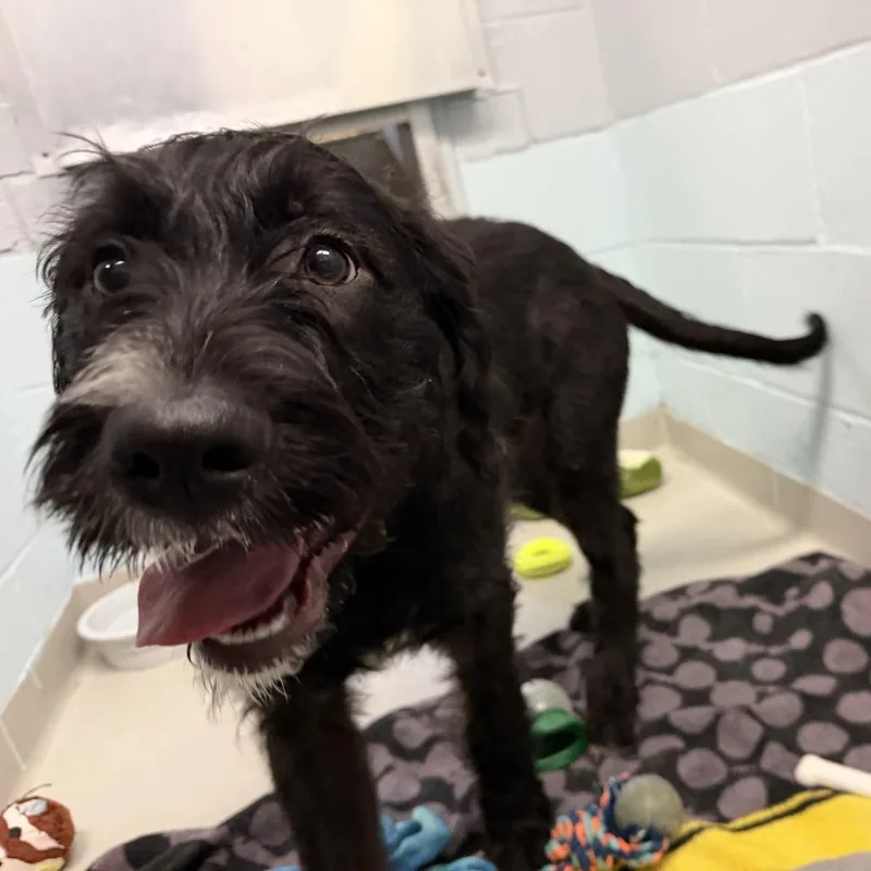 A baby medium-sized male Black Mixed Breed dog named Max for adoption in Enfield, NH