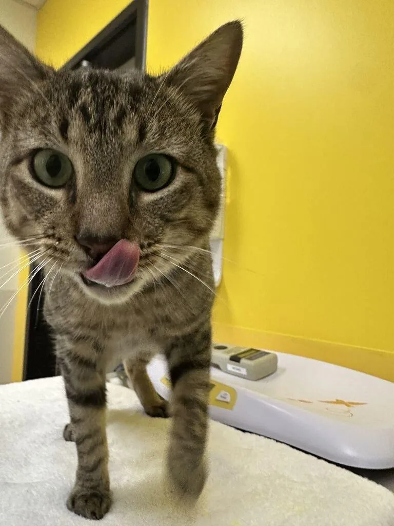 An adult small-sized male Tabby (Brown / Chocolate) Domestic Short Hair cat named Anubis for adoption in Raleigh, NC
