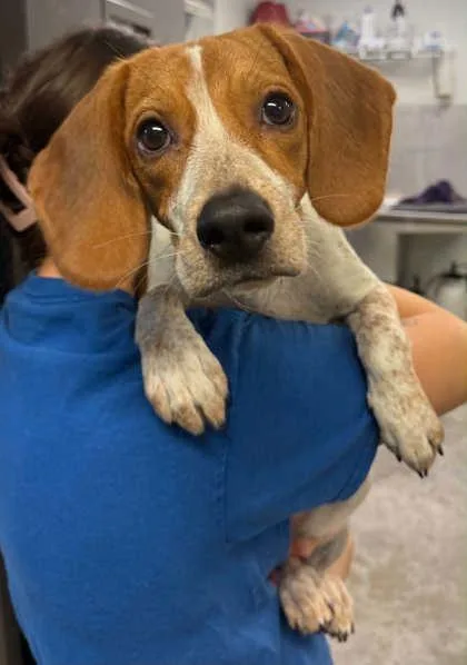 An adult medium-sized female Beagle dog named Molly for adoption in Bowling Green, KY