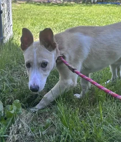 A baby medium-sized female Mixed Breed dog named Tillie for adoption in Hobart, IN