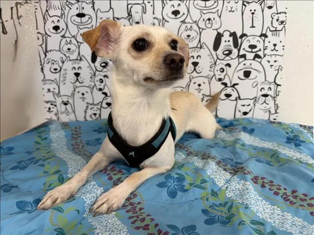 A young small-sized female Chihuahua dog named Lily for adoption in San Pedro, CA