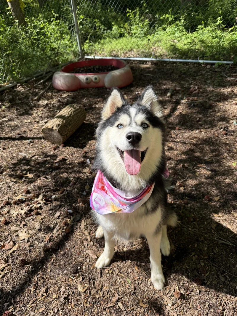 A young medium-sized female Husky dog named Birdie for adoption in New Castle, DE