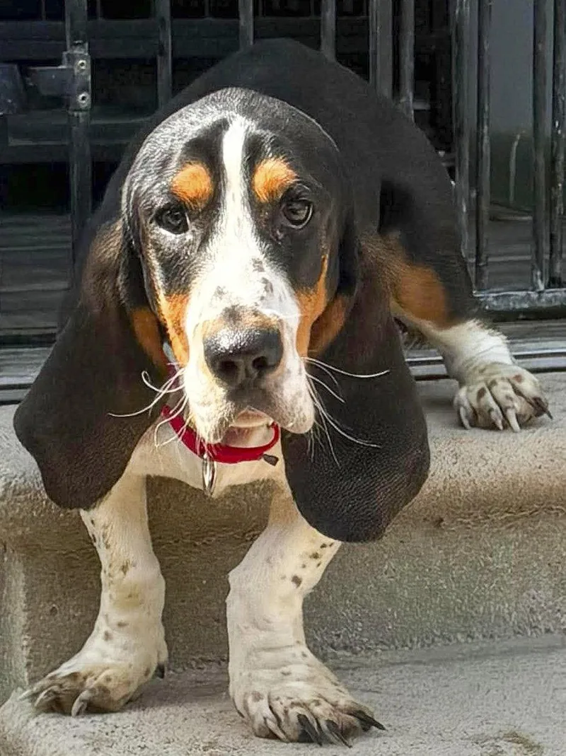A baby medium-sized male Basset Hound dog named Briar for adoption in Mays Landing, NJ