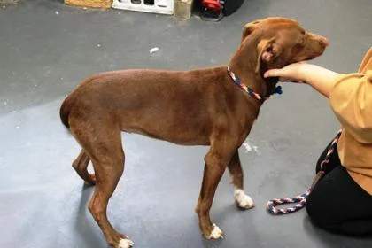 A young large-sized female Labrador Retriever dog named Meadow for adoption in Picayune, MS
