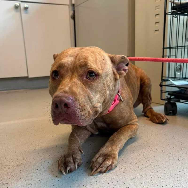 An adult medium-sized female Yellow / Tan / Blond / Fawn Mixed Breed dog named Valentine for adoption in Huntington, WV