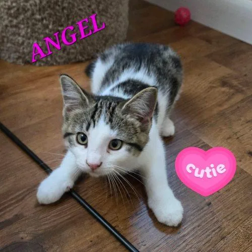 Angel thumbnail 5