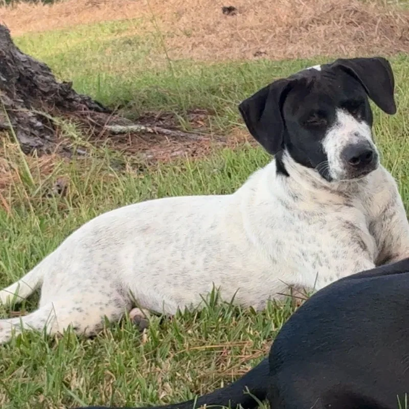 A baby large-sized female White / Cream Black Labrador Retriever dog named Tammy for adoption in Semmes, AL