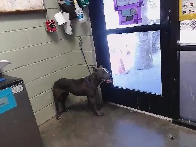 A young large-sized male Pit Bull Terrier dog named A for adoption in Tulsa, OK