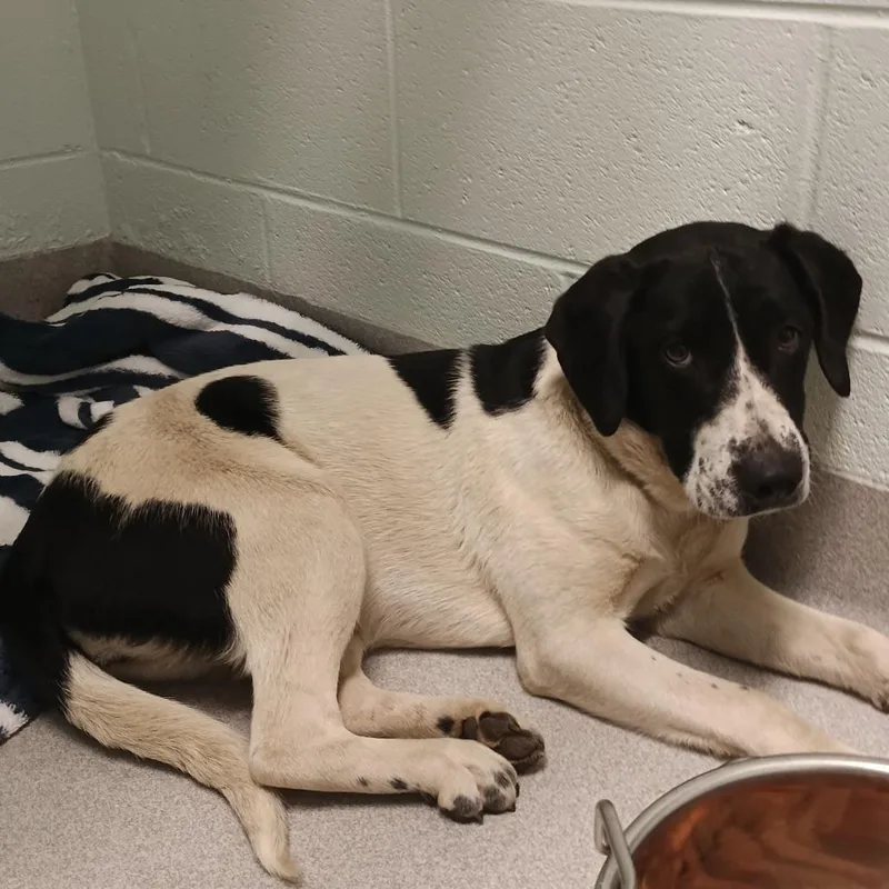 An adult small-sized female Black Labrador Retriever dog named Pawnie for adoption in Chattanooga, TN