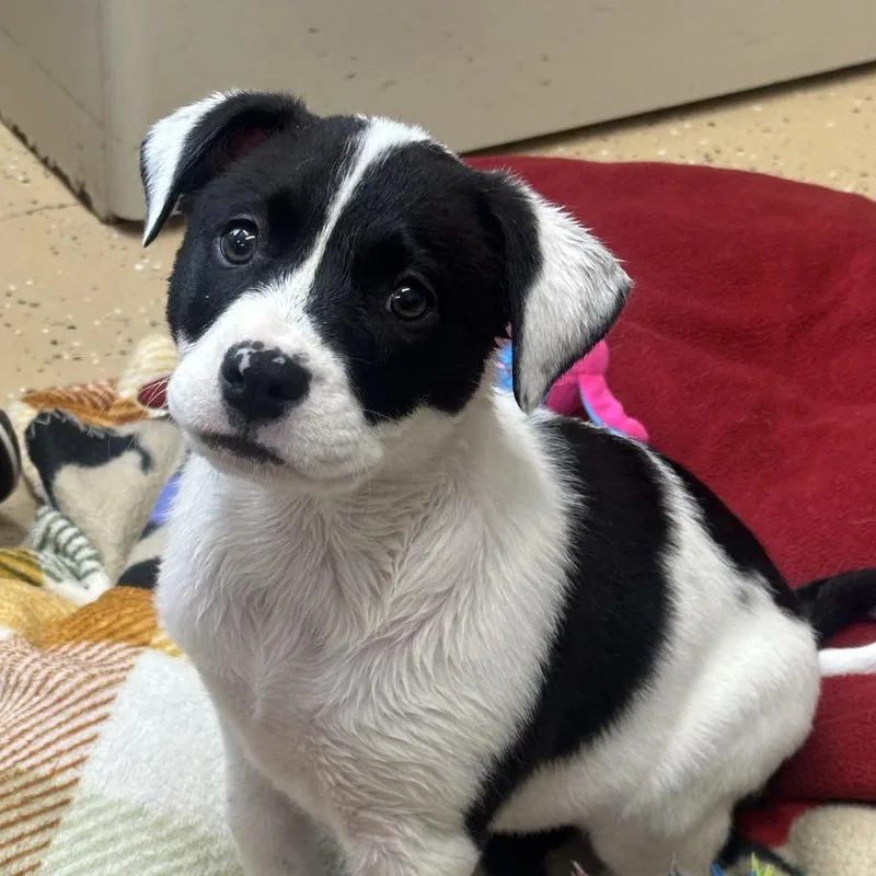 A baby small-sized female Black Terrier dog named Panda for adoption in Newport, TN