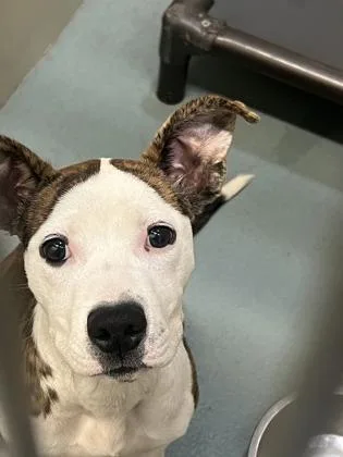 A baby medium-sized female Mixed Breed dog named Piper for adoption in New Orleans, LA