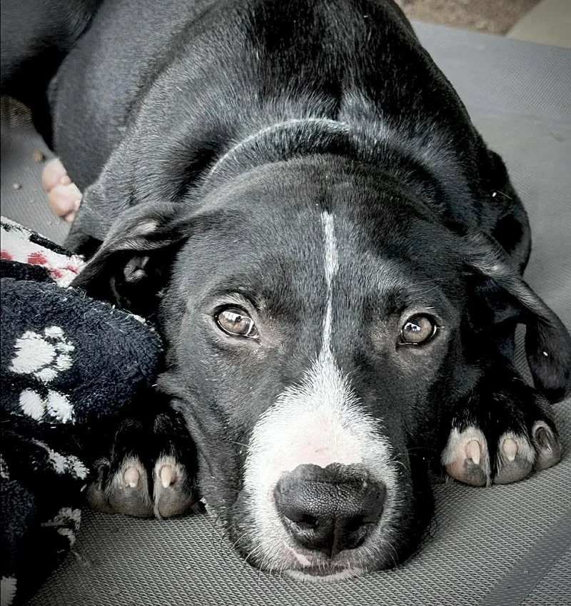 A baby medium-sized male Tricolor (Brown, Black, & White) Labrador Retriever dog named Chocolate Ice Cream for adoption in Saugus, MA