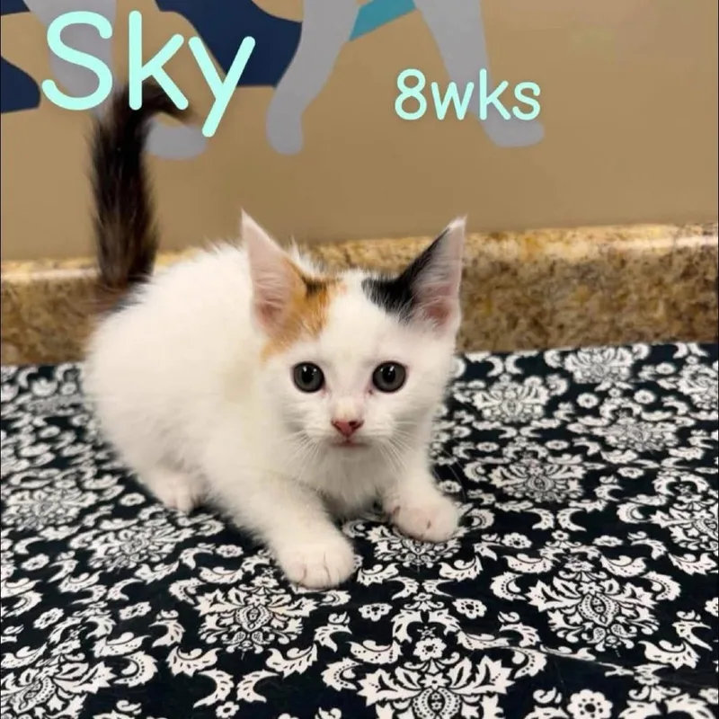 A baby small-sized female Domestic Short Hair cat named Sky in Manchester for adoption in Alexandria, VA