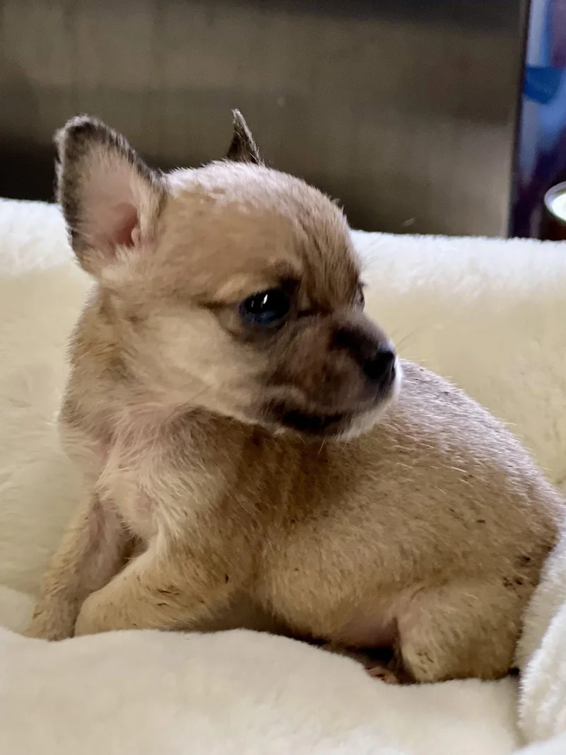 Teeny Weenie