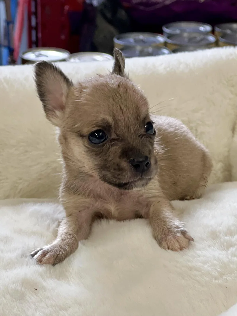Teeny Weenie thumbnail 2