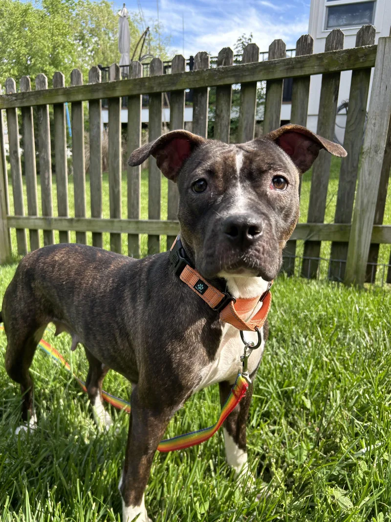 Marceline thumbnail 4