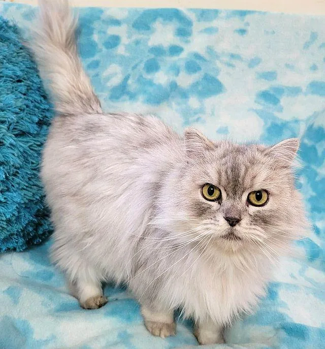 An adult medium-sized male Persian cat named Mason for adoption in Powder Springs, GA