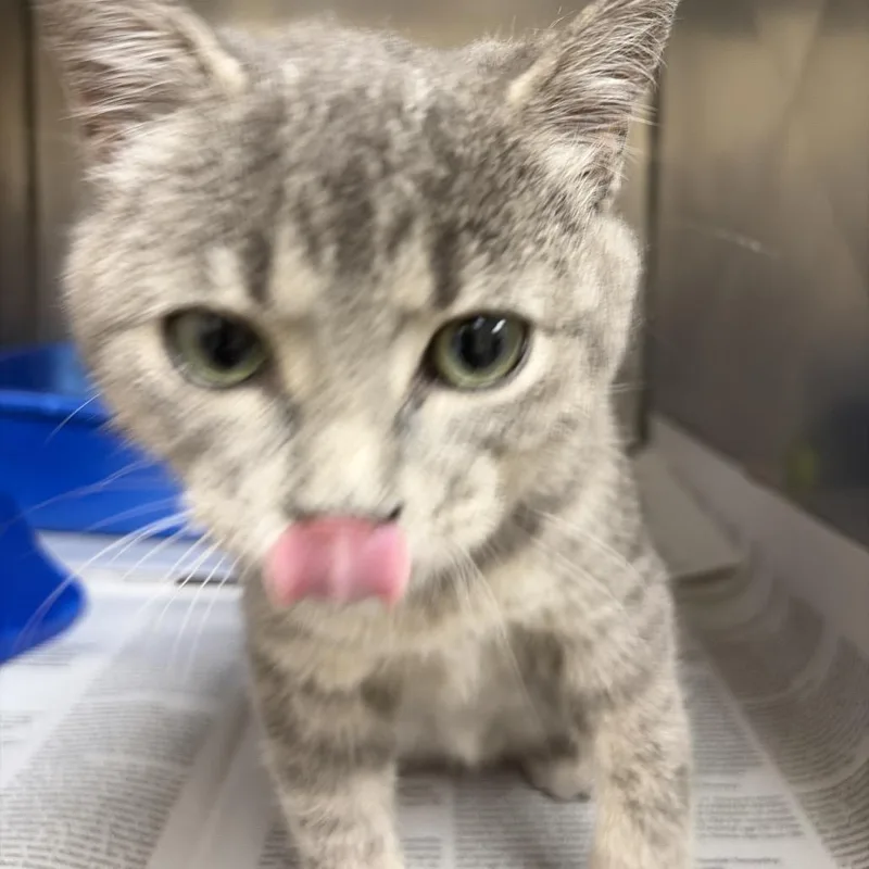 A young small-sized male Gray / Blue / Silver Domestic Short Hair cat named Bruce for adoption in Palestine, TX