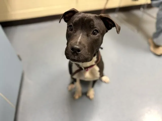 A young small-sized female American Staffordshire Terrier dog named Dj Sprinkles for adoption in Denver, CO