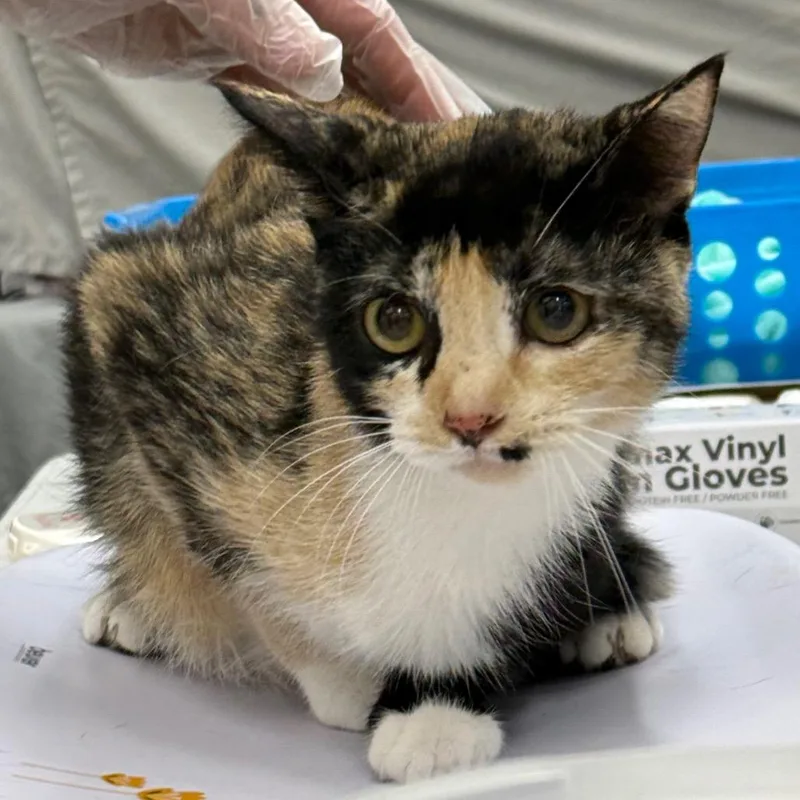 A young medium-sized female White Domestic Short Hair cat named Patches for adoption in Bismarck, ND