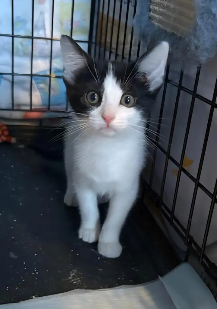A baby small-sized female Domestic Short Hair cat named Betty for adoption in Rockford, IL