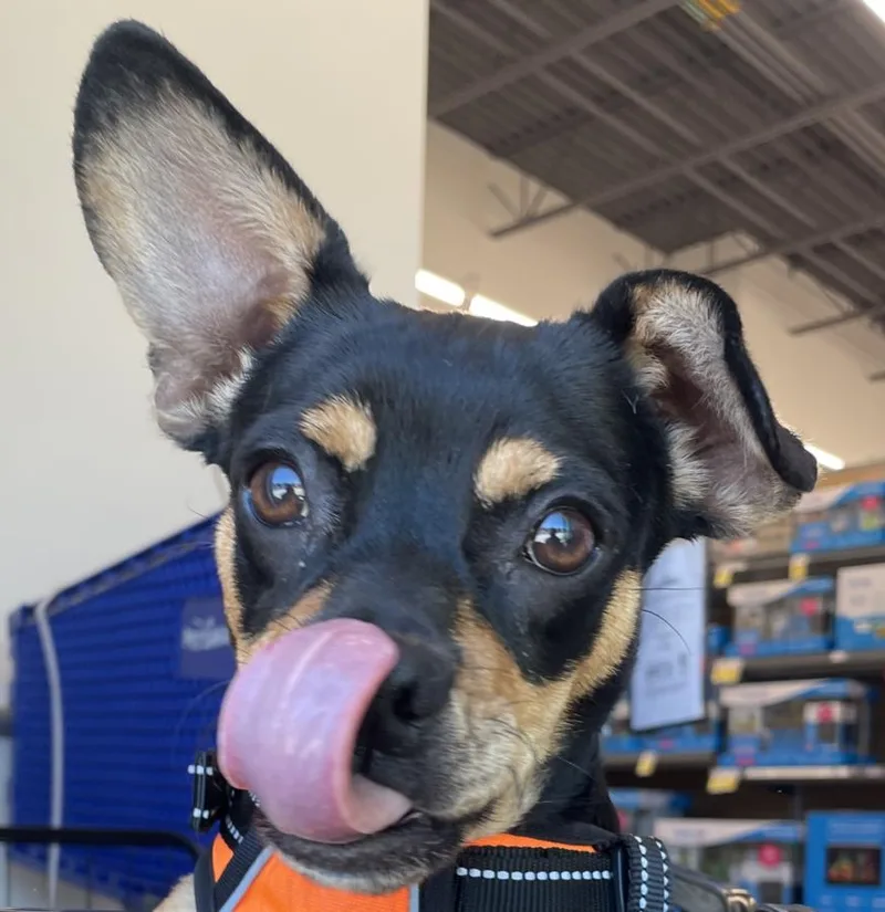 A young small-sized male Terrier dog named Metapod for adoption in Woodland, CA