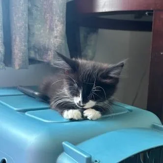 A baby small-sized female Black Domestic Medium Hair cat named Dezzo for adoption in Chicago, IL