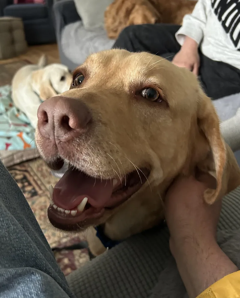 An adult large-sized male Apricot / Beige Yellow Labrador Retriever dog named Philbin for adoption in Warrington, PA