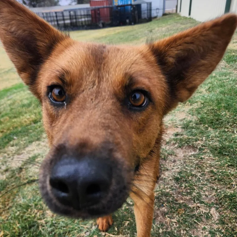 A young medium-sized female Bicolor German Shepherd Dog dog named Brea for adoption in Weatherford, TX