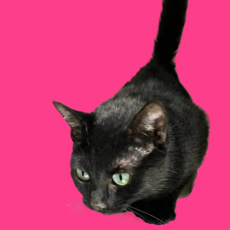 An adult small-sized female Black Domestic Short Hair cat named Maybell for adoption in Blue Ridge, GA