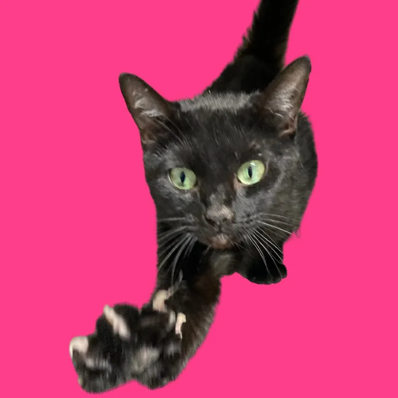 Maybell thumbnail 2