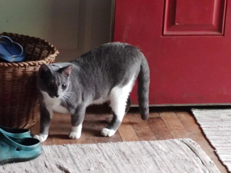 A young small-sized female Gray & White Domestic Short Hair cat named Claire for adoption in Canton, MA
