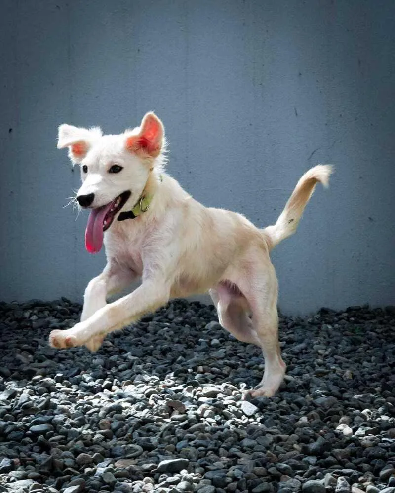 A baby small-sized male White / Cream Labrador Retriever dog named Thor for adoption in North Reading, MA