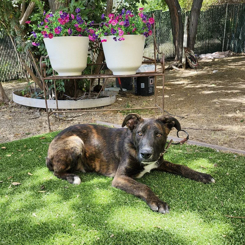 A baby medium-sized male Black Dutch Shepherd dog named Bubby for adoption in Burbank, CA