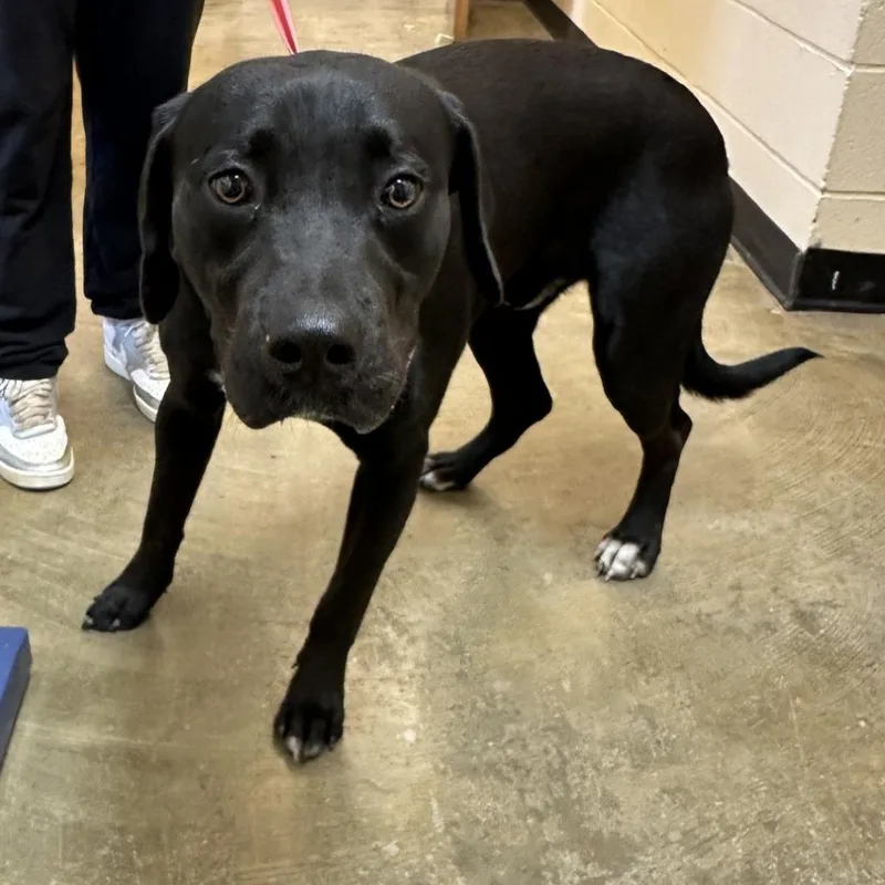 An adult large-sized male Black Labrador Retriever dog named Texas for adoption in Corinth, MS