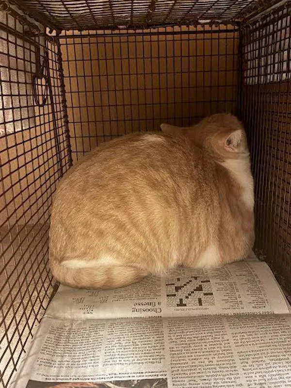 A young small-sized male Domestic Short Hair cat named Wallace for adoption in Austin, TX