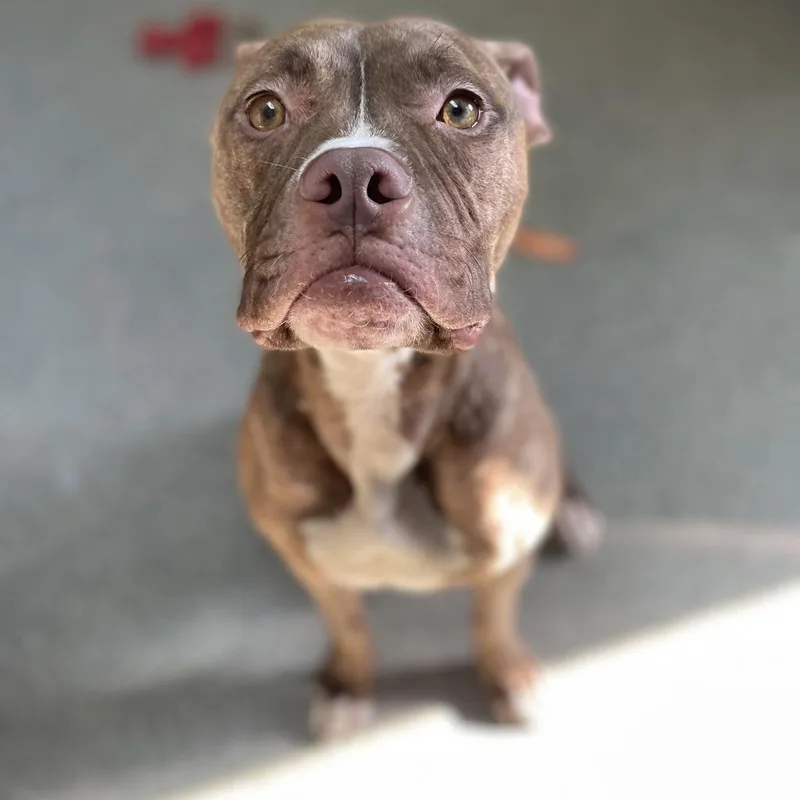 An adult medium-sized female Red / Chestnut / Orange Boxer dog named Whoopie for adoption in Delaware, OH