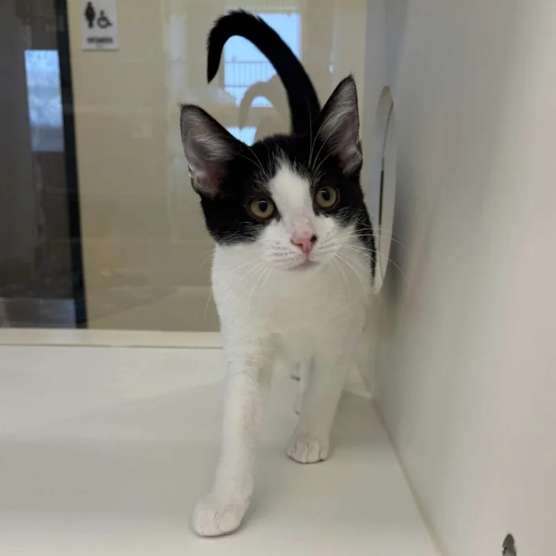 A baby small-sized female Black Domestic Short Hair cat named LadyBug for adoption in Beaumont, TX