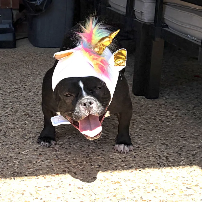 An adult medium-sized female Black American Bully dog named Mia for adoption in Mansfield, TX