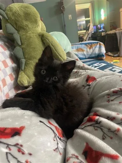A baby small-sized male Domestic Long Hair cat named Soot for adoption in West Chester, PA