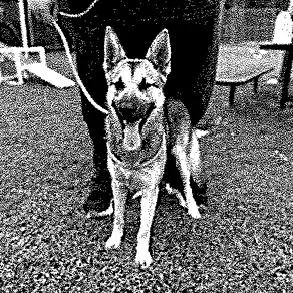 A young medium-sized female Sable German Shepherd Dog dog named Nairobi for adoption in New Ringgold, PA