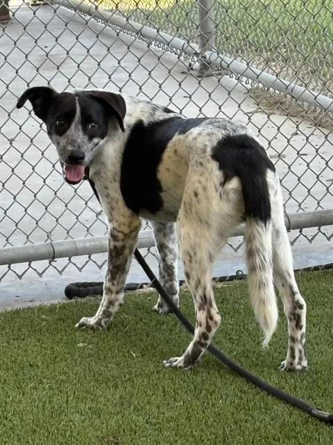 A young medium-sized male Border Collie dog named Boone for adoption in Baytown, TX