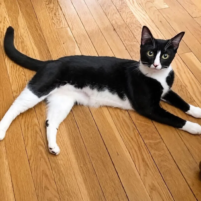 A young small-sized male Black Domestic Short Hair cat named Gato for adoption in Long Island City, NY