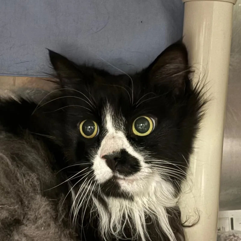 A senior large-sized male Black Domestic Long Hair cat named Pancake for adoption in Kennebunk, ME